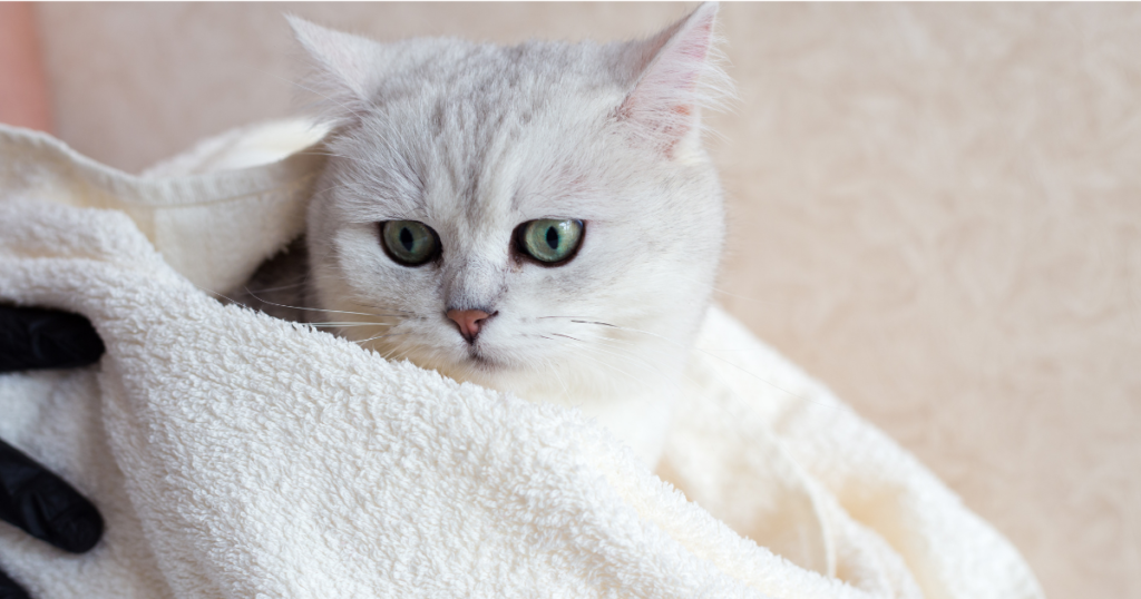 Rinse and Dry Your Cat After You Bathe a Cat