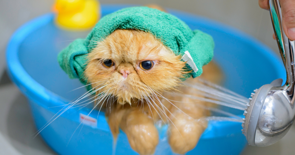 : Make Bath Time Easier When You Bathe a Cat